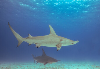 A Great Hammerhead (Sphyrna mokarran) in Bimini, Bahamas