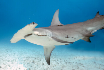 Obraz premium A Great Hammerhead (Sphyrna mokarran) in Bimini, Bahamas