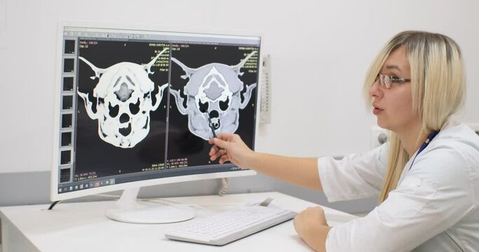The veterinarian consults the owners of the pet. The doctor points with a pen to the computer monitor where the MRI of their pet is shown. Animal mri concept.