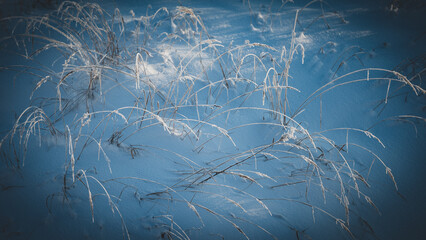 Abstract blue background. Frost covered bents leaning over white snowy field