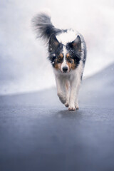 Border collie dog in snow