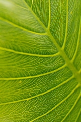 green leaf texture