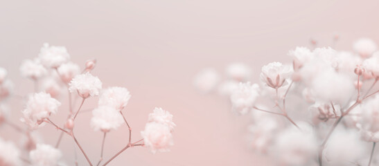 Soft focus blur white gypsophila flower on blur beige pink horizontal long background.