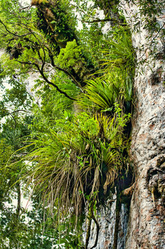 Large number of epiphytes growing on the trunk of a huge kauri tree, in the subtropical rainforest of Waipoua, Northland, North Island, New Zealand
