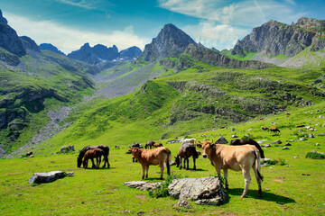 Fototapeta na wymiar Cattle in El Meicin, Ubinas La Mesa masiff and Natural Park, Lena, Asturias, Spain