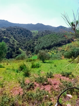 Nature of pine and olive trees