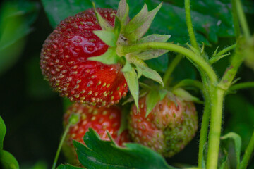 three ripe strawberries on a plantation among the foliage in the beds