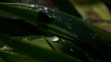 Close-up of a small shiny water drop on a fresh leaf after a light rain