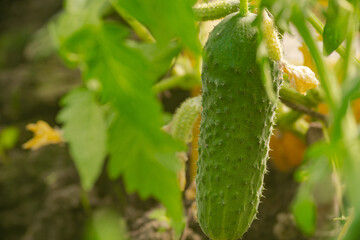 close-up of a ripe cucumber on a vegetable plantation in a greenhouse under the sun