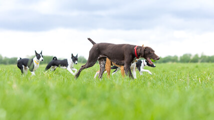 Brown dog german smooth-haired hound and basenji puppies walking on a green lawn