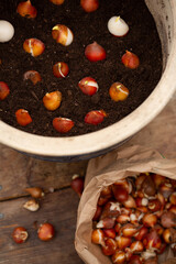 Planting tulips bulbs to the pots.