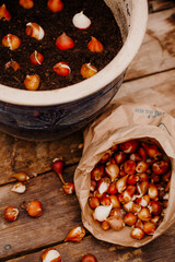 Planting tulips bulbs to the pots.