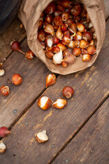 Planting tulips bulbs to the pots.