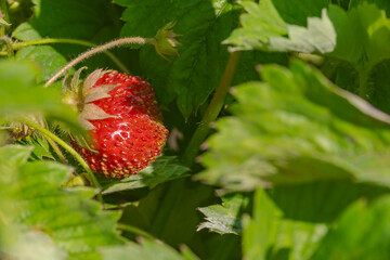 strawberries under the leaves in the garden