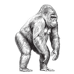 Monkey gorilla sketch hand drawn engraving style Vector illustration © BigJoy
