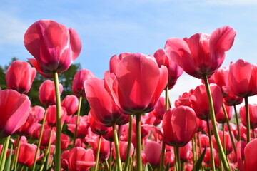 Obraz premium Bottom view of bright red-pink tulips on blue sky background. Viva Magenta color 2023.