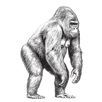 Monkey gorilla sketch hand drawn engraving style Vector illustration
