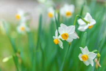 Narcissus or daffodils flowering on the meadow in Croatia