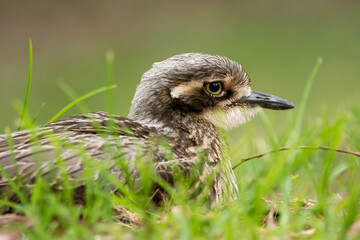 Bush Stone-curlew