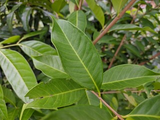 Syzygium Polyanthum Leaves in tropical nature kalimantan