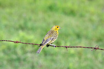 Obraz premium Saffron finch, or Canario da terra, perched on the barbed wire