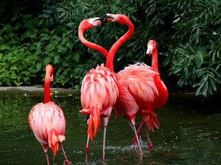 Flamingos and two of them form a heart 