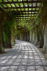 pergola ogrodowa z kolumnami i kratownicą, pnącza na ogrodowej pergoli, pergola in the park, 