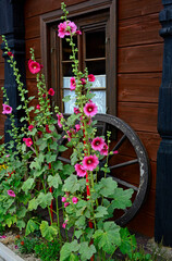 malwa rózowa, ogrodowa, Flowering Alcea rosea  - obrazy, fototapety, plakaty