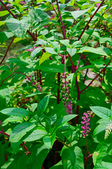 zielone owoce szkarłatki na różowym pędzie, Szkarłatka amerykańska (Phytolacca americana)	 - obrazy, fototapety, plakaty