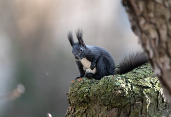 black squirrel on tree in winter, no leaves, backlight