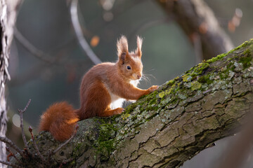Naklejka na ściany i meble red squirrel on tree in winter, no leaves, backlight 