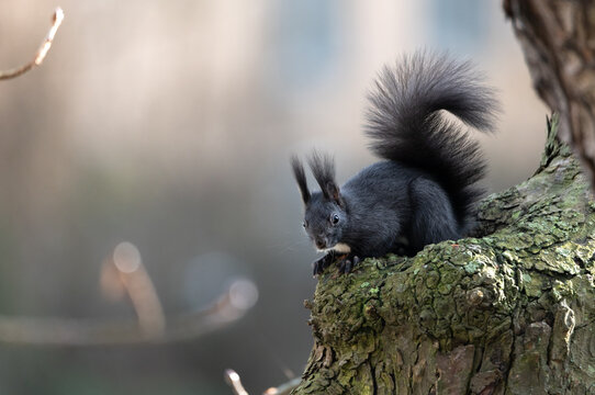black squirrel on tree in winter, no leaves, backlight