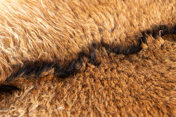 Goat fur structure.Close up of brown goat hair.