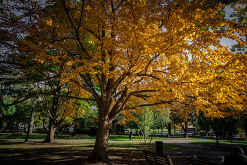 Fototapeta premium autumn trees in the park