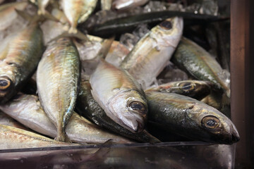 Fresh horse mackerel or Japanese aji on display in fish market in Hawaii