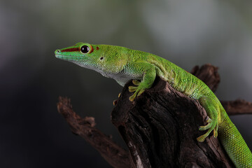 Naklejka na ściany i meble Madagascar Day Gecko (Phelsuma madagascariensis madagascariensis).