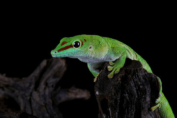 Madagascar Day Gecko (Phelsuma madagascariensis madagascariensis).