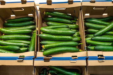 ripe cucumbers are sold in the shopping center in the department of vegetables and fruits