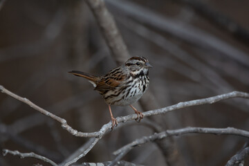 Song Sparrow