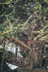 Leopard in the tree