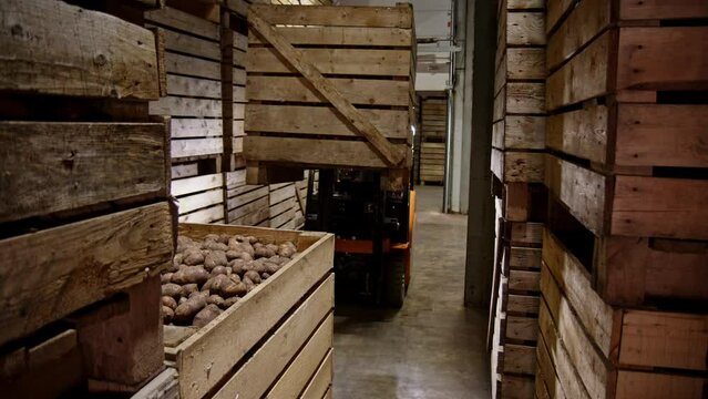 orange forklift with unrecognizable driver stack wooden boxes on top of each other in vegetable or potato warehouse in dark, cold room. Loading or unloading wooden pallets with raw food.