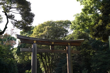 明治神宮、神社、原宿、東京、日本、建物、青空、青、雲、野外、鳥居、木、自然、夫婦、夫婦の木、カップルの木、しめ縄、縄、大きい縄、初詣、参拝、参道、神聖、神道、森、公園、信仰、観光、旅行、お参り、門、建物、日本酒、酒樽、樽、アジア、マイナスイオン、神聖、静寂、神宮、明治、meijijingu,meiji,tokyo,japan,
