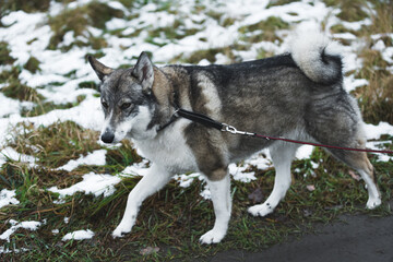Naklejka na ściany i meble Mixed breed dog on a leash walking outdoors. High quality photo