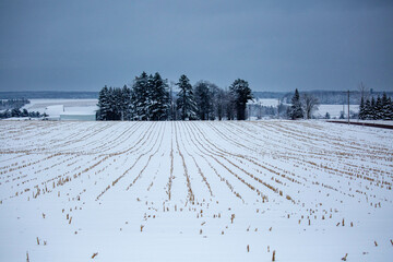 Harvested cornfield after a Wisconsin snow storm in December