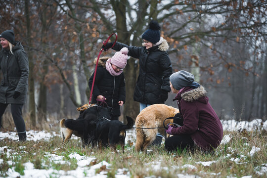 People walking and playing with dogs from the animal shelter. High quality photo