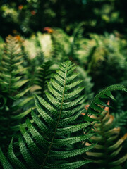 Fern leaves