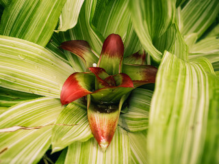 Bromeliad plant