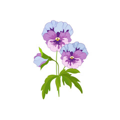 Pansy flowers with leaves on a white background.