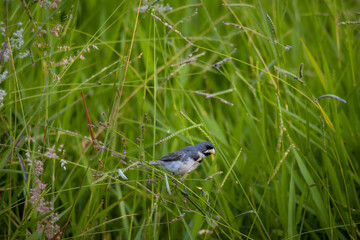 Sporophila caerulescens bird wild life