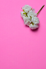 White rose on a pink background.